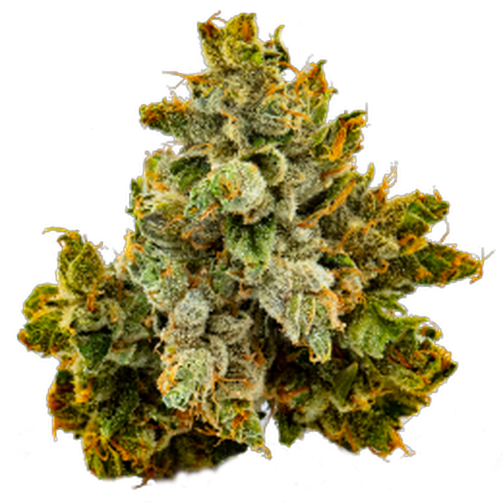 Ghost Rider: House Packed Small Buds (24% THCa)